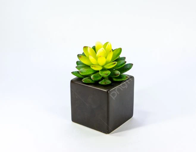 Desert Succulents -1 piece - Image 3